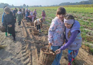 dzieci zbierają ziemniaki