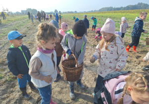 dzieci zbierają ziemniaki