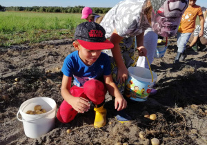 dzieci zbierają ziemniaki