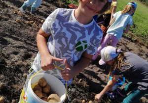 chłopiec pokazuje ile zebrał ziemniaków