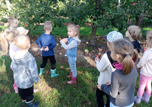 przedszkolaki oglądają drzewa z jabłkami