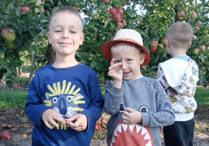 chłopcy stoją przy jabłoniach