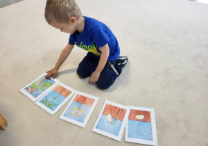 chłopiec układa ilustracje z rozwojem fasoli