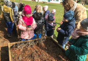 Dzieci wkładają cebulkę do ziemii
