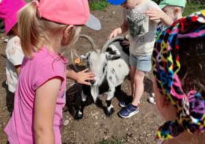 Bliskie spotkanie z kozą