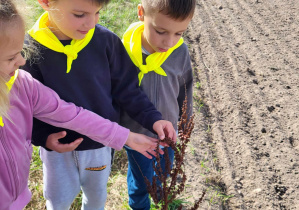 dzieci podziwiają uschniętą roślinkę