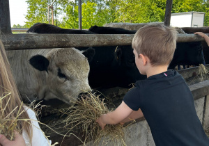 Chłopiec karmi sianem byka