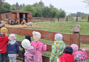 dzieci oglądaja zwierzęta