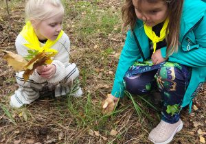 Dziewczynki zbierają grzyby