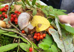 Ślimak na darach natury