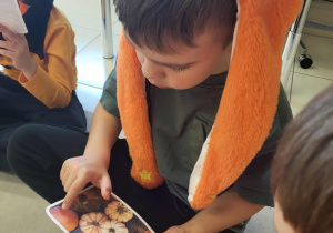 chłopiec liczy dynie