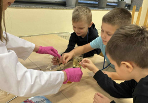 trzech chłopców siedzi przy stoliku i wraz z uczenicą wykonują eksperyment