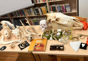 eksponaty szczęki zwierzat