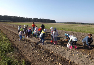Dzieci zbierają ziemniaki 