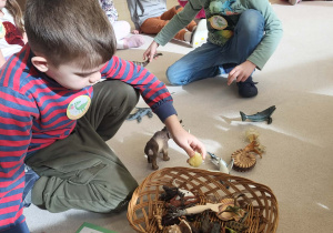 chłopiec poszukuje dinozaurów w koszyku