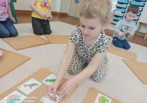 dziewczynka szuka pary dinozaurów