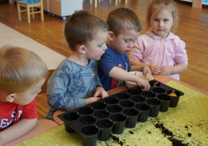 chłopiec sadzi cebulę