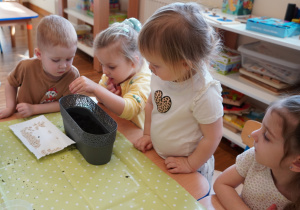 dziewczynka sieje fasolę