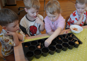 dziewczynka sadzi cebulę