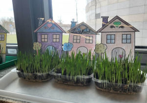 ogródki na parapecie, efektowy wzrost rośliny