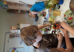 Chłopiec umieszcza cebulki szafirów w naczyniu