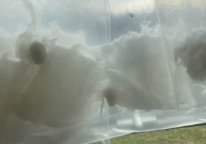 Pierwsze kiełki fasoli