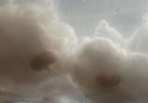 Fasola zaczyna kiełkować