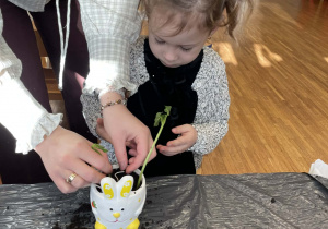 Marcelinka przesadza fasolę do ziemii