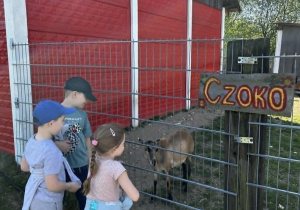 dzieci oglądają zwierzęta