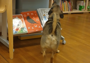 Precel zwiedza bibliotekę