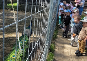 dzieci podziwiają pawia