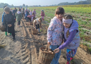 dzieci zbierają ziemniaki