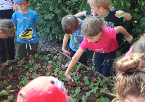 dzieci obcinają liście