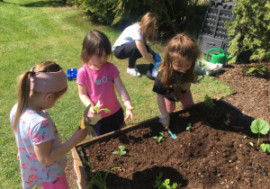 Dzieci sadzą ogórki