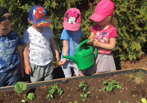 Dzieci podlewają warzywa