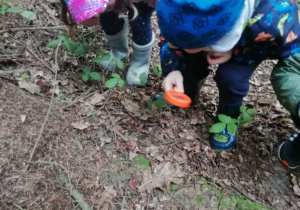 Leśni detektywi na tropie mrówek