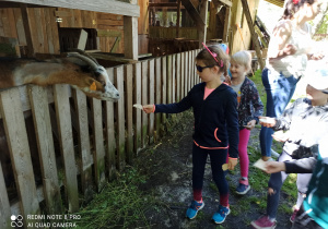 dziewczynka karmi kozę