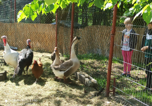 dzieci oglądają kaczki, gęsi i kury