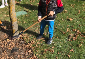 Chłopczyk zagrabia liście