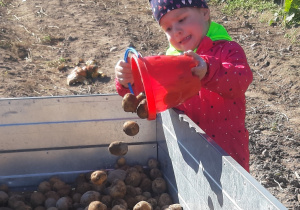 dziewczynka wysypuje ziemniaki